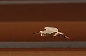 Little egret